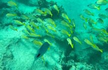 Zanzibar Mnemba Atoll Seafood BBQ Lunch and Sea Turtles Aquarium