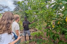 Jamaican Roots Tropical Farm Tour - Taste & Explore (Negril) 2hr