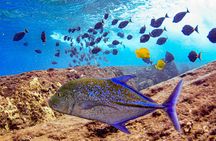 Molokini Crater Snorkel Adventure 2 Hours - From Kihei