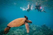 Discover the Magic of Coral Garden’s Turtle Town - Maalaea Harbor
