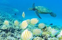 Discover the Magic of Coral Garden’s Turtle Town - Maalaea Harbor