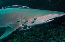 Scuba Dive With Grey Nurse Sharks in Bushrangers Bay 