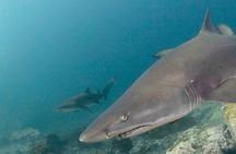 Scuba Dive With Grey Nurse Sharks in Bushrangers Bay 