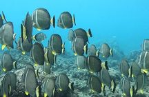 Hanauma Bay Guided Snorkeling Tour with Transportation
