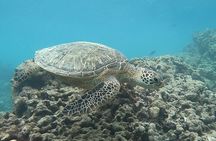 Hanauma Bay Guided Snorkeling Tour with Transportation