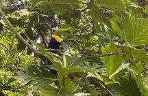 Puerto Viejo Sloth Jungle and River Kayaking Tour