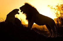 5 Days Safari Tarangire, Serengeti, and Ngorongoro Crater