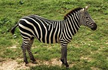 5 Days Safari Tarangire, Serengeti, and Ngorongoro Crater