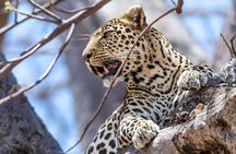 5 Days Safari Tarangire, Serengeti, and Ngorongoro Crater