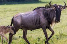 3 Days Safari Adventure in Tarangire and Ngorongoro Crater