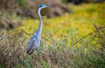 Mikumi National Park: Full-Day Safari (SGR transfer to Morogoro)
