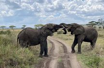 Full Day Safari From Zanzibar To Mikumi National Park