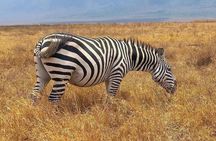Full Day Safari From Zanzibar To Mikumi National Park