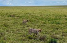 Full Day Safari From Zanzibar To Mikumi National Park