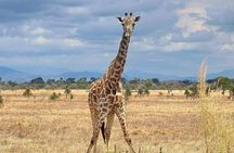 Full Day Safari From Zanzibar To Mikumi National Park