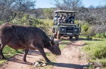 2-Day Buffelsdrift Game Lodge Safari with Cango Caves Shared Tour