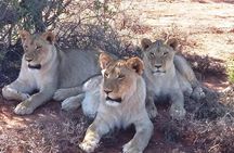 2-Day Buffelsdrift Game Lodge Safari with Cango Caves Shared Tour