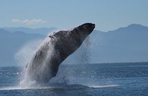  Sunsets and Whales Mega Yachts ALL INCLUSIVE: Puerto Vallarta