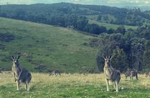 Yarra Valley Afternoon Chandon, Chocolates, Cheese & Kangaroos