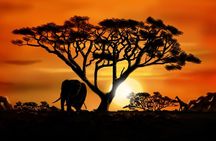 Rwanda Adventure Ziplining, Quad Biking, paintball, and More"