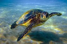 Semi Submarine Trip with Snorkeling & Transfer - Sharm el sheikh 