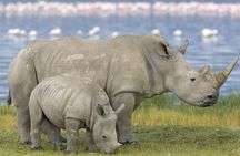 Hluhluwe Imfolozi Game Reserve Full Day safari from Durban