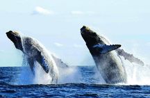 Luxury Whale Watching in Puerto Vallarta (Private Yacht/Group)