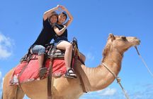 Morning Desert Safari Adventure, Quad Bike, Falcon & Camel Ride