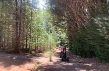 Launceston: Hollybank Treetops Adventures - Segway Tour