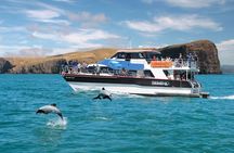 Akaroa Day Tour From Christchurch & Lyttelton