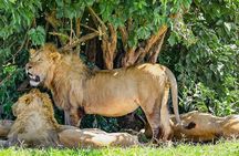 Ngorongoro Crater Day Trip With Pick Up