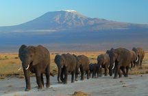 From Nairobi 3 Day Amboseli Safari with Hot Air Balloon Ride