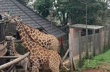 Giraffe Center Guided Tour in Nairobi