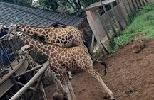 Giraffe Center Guided Tour in Nairobi