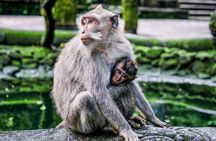 Private Bali Tour - All Inclusive 