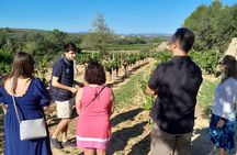 Cava tour to 3 family wineries with hotel pick-up