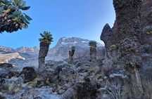 7-Day Walking Tour in Machame Route