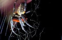 Shared Night Tour Forest Experience in Manuel Antonio