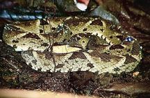 Shared Night Tour Forest Experience in Manuel Antonio