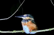 Shared Night Tour Forest Experience in Manuel Antonio