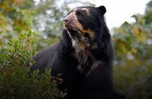 Private Tour Watching the Spectacled Bear