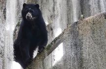 Private Tour Watching the Spectacled Bear