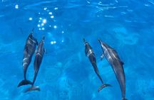 Waikiki Whale Watch & Cultural Stories: Sightings Guaranteed