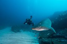 Double Dive to South Solitary Island Coffs Harbour