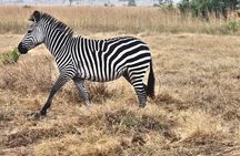 3-Days Mikumi Private Safari