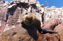 Swim with Sea Lions in La Paz
