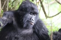 2 Days Private Gorilla Tracking in Uganda from Kigali Rwanda