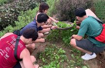 Hoi An Cooking Class at Tra Que Vegetable Village