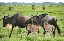 2-Day Safari to Tarangire National Park and Ngorongoro Crater