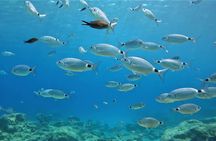 Discover SCUBA Diving with Pissouri Bay Divers